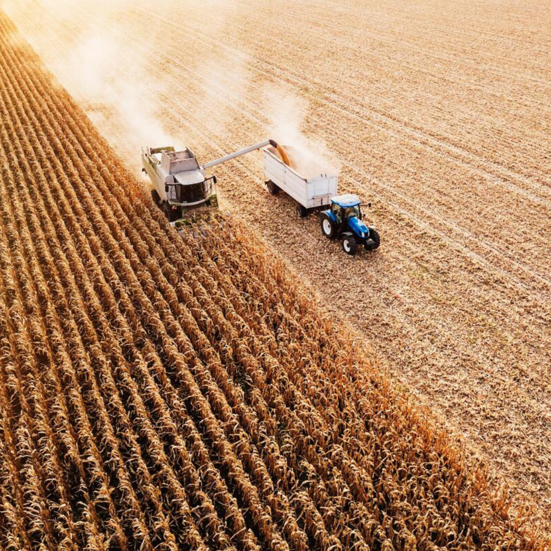 tracteur récolte du blé